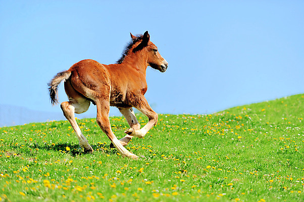 포토 JPG 해외이미지 동물 구름 남자 밭 포유류 모션 자연 사람없음 야외 초록색 여름 달리기 농장 갈색 머리 점프 힘 목장 자유 아기 속도 먼지 갈기 망아지 무료 해외202004 해외포토 자연요소 계절 새끼 컬러 컨셉 농업 사람 신체부위 말_동물 생태계 파일형식 이미지허브