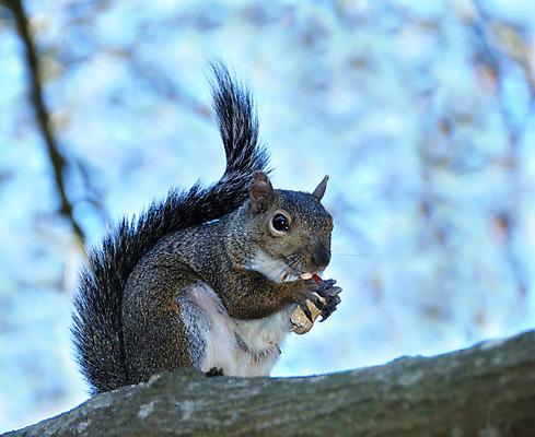 포토 JPG 해외이미지 나무 동물 응시 공원 얼굴 야생동물 포즈 포유류 자연 털 앉기 사람없음 야외 빨간색 초록색 여름 갈색 어둠 회색 껍질 가을 흰색 황무지 닫기 설치류 숲 모피 꼬리 다람쥐 땅콩 부드러움 암초 해외202004 해외포토 식물 시선 계절 공공시설 컬러 모션 신체부위 견과류 감각 생태계 파일형식 이미지허브