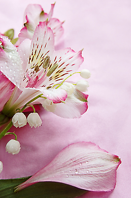 포토 JPG 해외이미지 식물 꽃 분홍색 패턴 자연 사랑 사람없음 초록색 머리 벚꽃 축하 우아함 자주색 향기 고립 헌병 해외202004 해외포토 감정 컬러 컨셉 무늬 신체부위 군인 생태계 냄새 파일형식 이미지허브