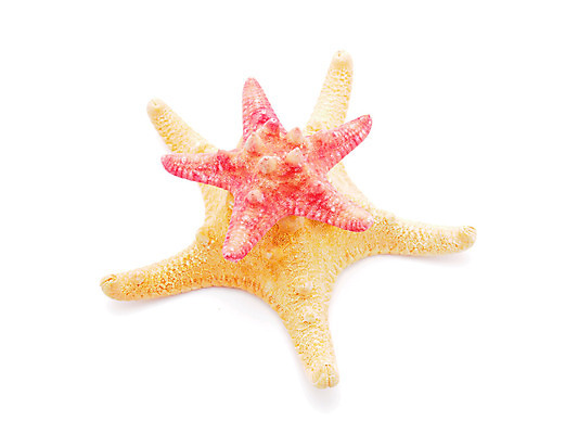 포토 JPG 해외이미지 모양 동물 1 디자인 별 바다 백그라운드 오렌지 자연 휴가 불가사리 어류 사람없음 장식 가로 물 껍질 흰색 큼 자르기 오브젝트 싱글 질감 스파이크 내추럴 고립 해외202004 해외포토 자연요소 컬러 과일 모션 극피동물 수중동물 크기 생태계 파일형식 이미지허브