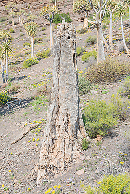 포토 JPG 해외이미지 나무 겨울 아프리카 풍경 사람없음 햇빛 맑음 남아프리카 해외202004 해외포토 식물 계절 나라 날씨 태양 파일형식 이미지허브