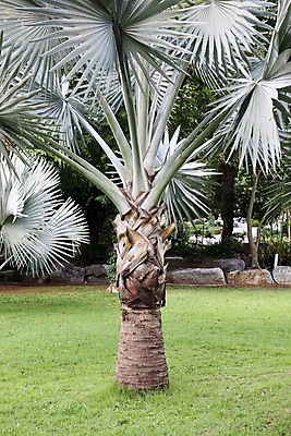 포토 JPG 해외이미지 나무 공원 잎 손바닥 사람없음 초록색 정원 열대우림 아치 내추럴 해외202004 해외포토 식물 손 공공시설 컬러 숲 파일형식 이미지허브