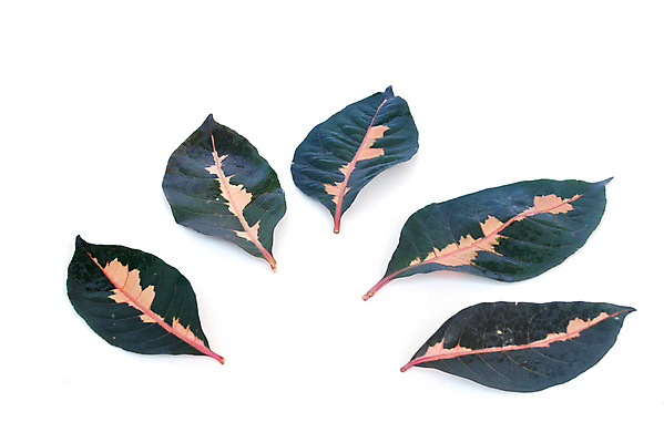 포토 JPG 해외이미지 사람없음 알약 약 추출 치료제 해외202004 해외포토 의학 파일형식 이미지허브