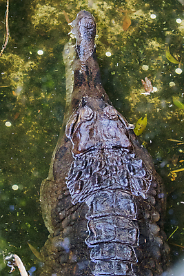 포토 JPG 해외이미지 동물 1 공원 아시아 호수 야생동물 파충류 자연 동물원 종류 동양인 사람없음 초록색 물 강 머리 입 닫기 치아 위험 인도인 피부 육식동물 악어 사냥꾼 멸종 내추럴 거짓 동물상 해외202004 해외포토 자연요소 외국인 직업 공공시설 나라 컬러 컨셉 모션 인종 신체부위 조형물 소화기관 생태계 파일형식 이미지허브