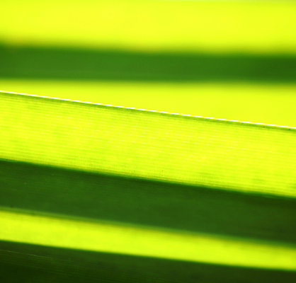 포토 JPG 해외이미지 나무 식물 계절 잎 패턴 농업 자연 세포 건강 사람없음 초록색 정원 봄 활발 성장 가을 나뭇가지 신선 숲 이슬 허브 순수 묘사 에코 유기농 생태계 질감 생물학 정맥 내추럴 생태학 그리너리 해외202004 해외포토 웰빙 교육 산업 컬러 컨셉 무늬 환경 혈관 파일형식 트랜드컬러 이미지허브