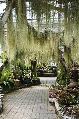 포토 JPG 해외이미지 나무 식물 공원 길 줄기 잎 자연 이끼 사람없음 야외 초록색 정원 봄 신선 개울 황무지 숲 오솔길 뿌리 암초 내추럴 양치류 해외202004 해외포토 계절 공공시설 컬러 강 생태계 파일형식 이미지허브