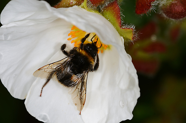 포토 JPG 해외이미지 식물 동물 꽃잎 꽃 곤충 꽃무늬 패턴 자연 노동자 사람없음 야외 노란색 흰색 작업 닫기 작음 수분 묘사 생물학 바쁨 꽃가루 꿀 해외202004 해외포토 직업 교육 컬러 무늬 모션 크기 가루 생태계 파일형식 이미지허브