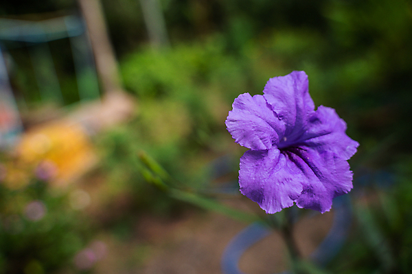 포토 JPG 해외이미지 식물 계절 공원 꽃잎 꽃 백그라운드 잎 꽃무늬 밭 자연 사람없음 야외 장식 초록색 여름 파란색 빛 컬러풀 정원 보라색 봄 성장 벚꽃 신선 개화 허브 제비꽃 보케 상록수 내추럴 블루벨 피튜니아 해외202004 해외포토 공공시설 컬러 무늬 농업 생태계 파일형식 이미지허브