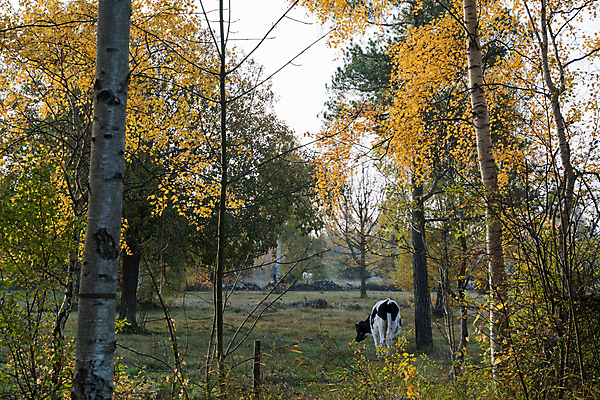 포토 JPG 해외이미지 자연 흑백 스웨덴 풍경 사람없음 초록색 컬러풀 햇빛 농장 노란색 맑음 가을 시골 소 황금 숲 방목 밭일 해외202004 해외포토 계절 컬러 농업 포유류 날씨 촬영기법 북유럽 태양 축산업 생태계 파일형식 이미지허브