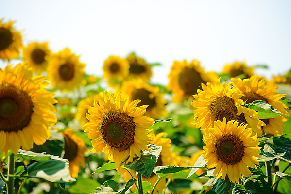 포토 JPG 해외이미지 식물 꽃잎 꽃 백그라운드 잎 꽃무늬 오렌지 자연 하늘 해바라기 씨앗 풍경 사람없음 야외 초록색 여름 파란색 빛 컬러풀 햇빛 태양 노란색 머리 봄 활발 성장 시골 개화 유기농 내추럴 강렬 해외202004 해외포토 자연요소 웰빙 계절 컬러 컨셉 무늬 과일 신체부위 생태계 파일형식 이미지허브