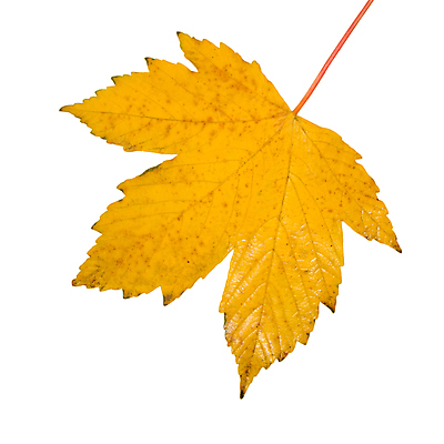 포토 JPG 해외이미지 나무 식물 계절 공원 분홍색 백그라운드 단풍 잎 캐나다 패턴 오렌지 자연 추상 사람없음 야외 빨간색 빛 컬러풀 햇빛 갈색 노란색 우주 환경 성장 가을 흰색 나뭇가지 신선 황금 숲 묘사 내추럴 고립 해외202004 해외포토 공공시설 컬러 북아메리카 무늬 과일 태양 생태계 파일형식 이미지허브