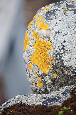 포토 JPG 해외이미지 이끼 사람없음 초록색 갈색 노란색 회색 원형 땅바닥 해외202004 해외포토 도형 컬러 바닥 파일형식 이미지허브