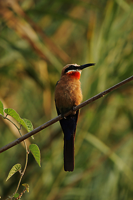 포토 JPG 해외이미지 동물 야생동물 오렌지 아프리카 자연 조류 갈대 앉기 사람없음 초록색 파란색 컬러풀 갈색 나뭇가지 그리기 깃털 부리 계산서 보츠와나 해외202004 해외포토 나무 식물 나라 컬러 과일 모션 생태계 파일형식 이미지허브