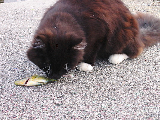 포토 JPG 해외이미지 음식 발 자연 낚시 털 어류 사람없음 물 여름 검은색 고양이 회색 바위 흰색 잡기 아스팔트 먹기 꼬리 해외202004 해외포토 자연요소 계절 도로 컬러 포유류 모션 레저 신체부위 반려동물 수중동물 돌_바위 생태계 파일형식 이미지허브