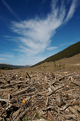 포토 JPG 해외이미지 유적 사람없음 환경 숲 자르기 통나무 잡동사니 벌목 생태학 해외202004 해외포토 나무 전통 교육 모션 파일형식 이미지허브