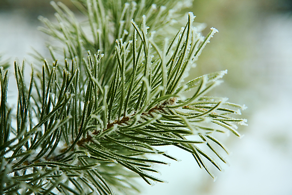 포토 JPG 해외이미지 나무 식물 계절 백그라운드 크리스마스장식 겨울 패턴 포장 자연 추상 사람없음 야외 장식 초록색 물 한개 냉동 얼음 추위 흰색 나뭇가지 소나무 숲 서리 전나무 해외202004 해외포토 자연요소 1 컬러 크리스마스 무늬 생태계 파일형식 이미지허브