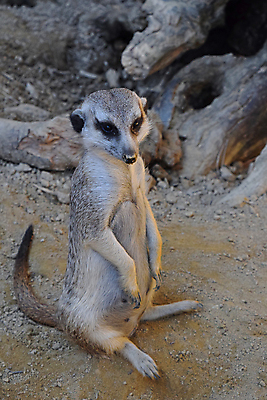 포토 JPG 해외이미지 동물 1 응시 얼굴 야생동물 아프리카 서기 사람없음 옆모습 머리 카메라 닫기 각도 땅바닥 미어캣 해외202004 해외포토 시선 나라 뷰포인트 모션 바닥 신체부위 전자제품 파일형식 이미지허브