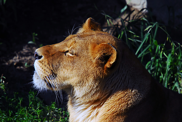 포토 JPG 해외이미지 동물 남자 야생동물 줄기 포유류 아프리카 자연 생물 수염 털 동물원 종류 사람없음 옆모습 머리 환경 고양이 흰색 황무지 위험 사자 큼 모피 사파리 시력 사냥 육식동물 갈기 사냥꾼 사자자리 내추럴 나미비아 이국적 해외202004 해외포토 식물 직업 나라 뷰포인트 컬러 컨셉 사람 신체부위 반려동물 별자리 크기 생태계 남아프리카 파일형식 이미지허브