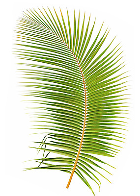 포토 JPG 해외이미지 나무 식물 줄기 백그라운드 잎 패턴 곡선 자연 손바닥 사람없음 초록색 성장 흰색 나뭇가지 숲 코코넛 고립 해외202004 해외포토 손 선 컬러 무늬 과일 생태계 파일형식 이미지허브