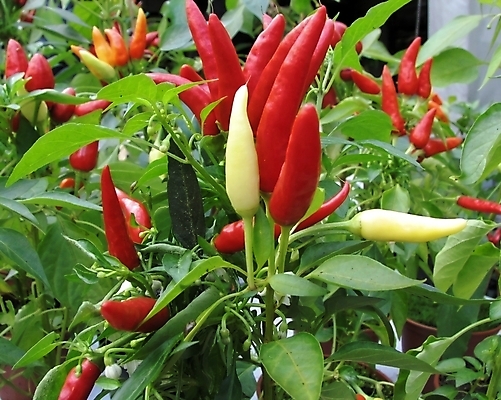 포토 JPG 해외이미지 식물 음식 다이어트 채소 재료 고추 피망 요리 사람없음 빨간색 초록색 샐러드 신선 뜨거움 맛 매움 날것 후추 고립 해외202004 해외포토 컬러 컨셉 건강 향신료 파일형식 이미지허브