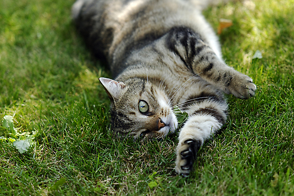 포토 JPG 해외이미지 동물 여자 사람없음 반려동물 고양이 얼룩무늬 해외202004 해외포토 무늬 포유류 사람 파일형식 이미지허브