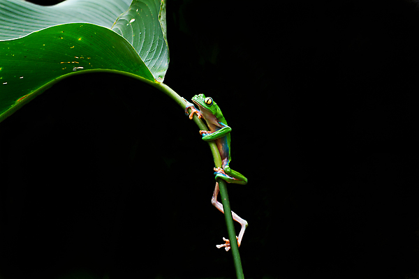 포토 JPG 해외이미지 동물 야생동물 잎 열대 개구리 양서류 사람없음 초록색 파란색 반려동물 컬러풀 산책 숲 큼 열대우림 오르기 육식동물 두꺼비 코스타리카 해외202004 해외포토 식물 컬러 모션 휴식 중앙아메리카 크기 파일형식 이미지허브