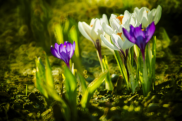 포토 JPG 해외이미지 식물 디자인 계절 꽃잎 꽃 백그라운드 잎 꽃무늬 패턴 자연 추상 부활절 미술 사람없음 야외 장식 초록색 빛 컬러풀 정원 보라색 봄 활발 벚꽃 흰색 신용카드 개화 내추럴 해외202004 해외포토 기념일 컬러 컨셉 무늬 문화예술 금융 생태계 파일형식 이미지허브