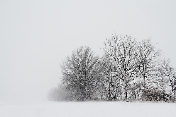 포토 JPG 해외이미지 주간 나무 겨울 자연 사람없음 야외 겨울풍경 해외202004 눈덮임 해외포토 자연요소 식물 계절 컨셉 풍경 생태계 파일형식 이미지허브