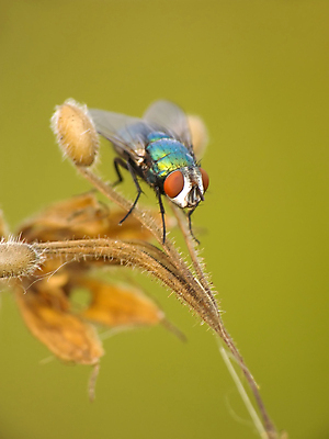 포토 JPG 해외이미지 동물 야생동물 곤충 자연 사람없음 초록색 머리 해외202004 해외포토 컬러 신체부위 생태계 파일형식 이미지허브