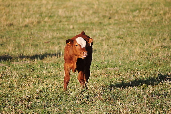 포토 JPG 해외이미지 동물 척추동물 여자 남자 포유류 엄마 새로움 사람없음 옆모습 컬러풀 농장 갈색 검은색 가축 운전 소고기 우유 흰색 소 카우보이 농부 발사 송아지 고립 돌봄 밭일 천진난만 해외202004 해외포토 직업 새끼 뷰포인트 컬러 컨셉 농업 가족 모션 유제품 육류 사람 파일형식 이미지허브