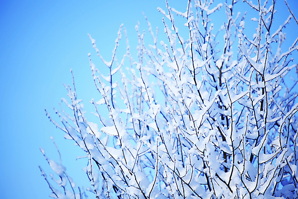 포토 JPG 해외이미지 주간 겨울 하늘 사람없음 야외 나뭇가지 눈 겨울풍경 해외202004 해외포토 자연요소 나무 계절 날씨 풍경 파일형식 이미지허브