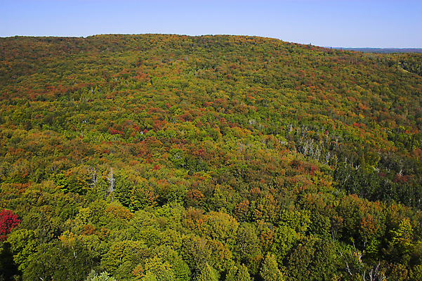 포토 JPG 해외이미지 나무 식물 줄기 백그라운드 잎 자연 사람없음 빨간색 초록색 여름 빛 노란색 덮개 가을 나뭇가지 숲 해외202004 해외포토 계절 컬러 뚜껑 생태계 파일형식 이미지허브