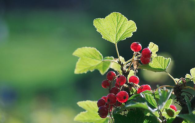 포토 JPG 해외이미지 열매 음식 백그라운드 농업 과일 자연 건강 사람없음 빨간색 나뭇가지 신선 먹기 날것 건포도 숙성 해외202004 해외포토 나무 식물 산업 컬러 모션 포도 생태계 건과일 파일형식 이미지허브
