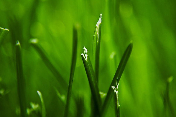 포토 JPG 해외이미지 자연 사람없음 초록색 자르기 묘사 찢어짐 해외202004 해외포토 컬러 모션 생태계 파일형식 이미지허브