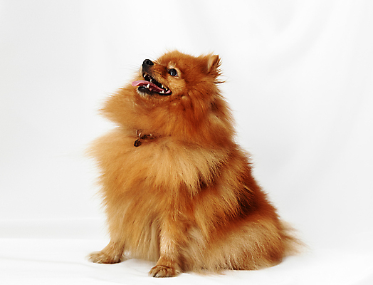 포토 JPG 해외이미지 동물 행복 얼굴 새끼 백그라운드 포유류 미술 사람없음 반려동물 갈색 개 강아지 작음 솜털 송곳니 기르기 포메라니안 해외202004 해외포토 감정 컬러 문화예술 신체부위 치아 크기 돌봄 파일형식 이미지허브