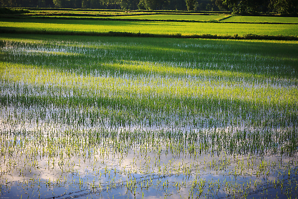 포토 JPG 해외이미지 식물 음식 농업 자연 하늘 밥 씨앗 풍경 사람없음 야외 초록색 농장 농경지 환경 수확 성장 시골 시리얼 날것 논밭 해외202004 해외포토 산업 컬러 밭 논 생태계 파일형식 이미지허브