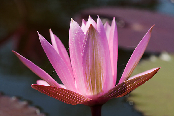 포토 JPG 해외이미지 식물 공원 꽃잎 꽃 아시아 선 분홍색 잎 꽃무늬 태국 자연 휴식 연꽃 동양인 사람없음 야외 초록색 물 여름 정원 검은색 화목 봄 벚꽃 연못 신용카드 개화 우아함 백합 명상 엽서 고립 이국적 해외202004 해외포토 자연요소 계절 공공시설 나라 컬러 컨셉 무늬 인종 금융 편지 생태계 파일형식 이미지허브