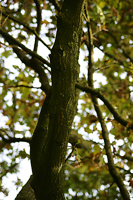 포토 JPG 해외이미지 나무 식물 계절 로우앵글 잎 자연 사람없음 덮개 가을 나뭇가지 나무껍질 해외202004 해외포토 뷰포인트 뚜껑 껍질 생태계 파일형식 이미지허브