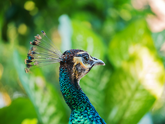포토 JPG 해외이미지 디자인 여자 남자 유럽 야생동물 조류 왕관 동물원 사람없음 야외 장식 초록색 컬러풀 걷기 활발 도전 춤 우아함 공작 인도인 전시회 심볼 깃털 묘사 질감 꼬리 쇼 보여주기 내추럴 터키석 해외202004 해외포토 외국인 동물 나라 컬러 컨셉 모션 문화예술 사람 동양인 전시 보석 파일형식 이미지허브