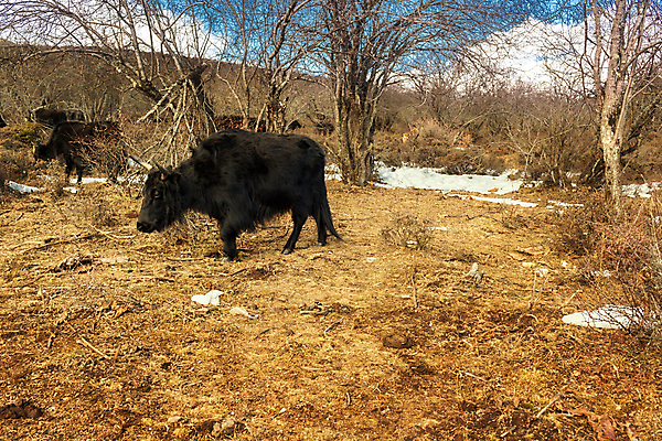 포토 JPG 해외이미지 동물 아시아 여행 산 풍경 사람없음 관광지 중국 소 내추럴 해외202004 해외포토 나라 포유류 파일형식 이미지허브
