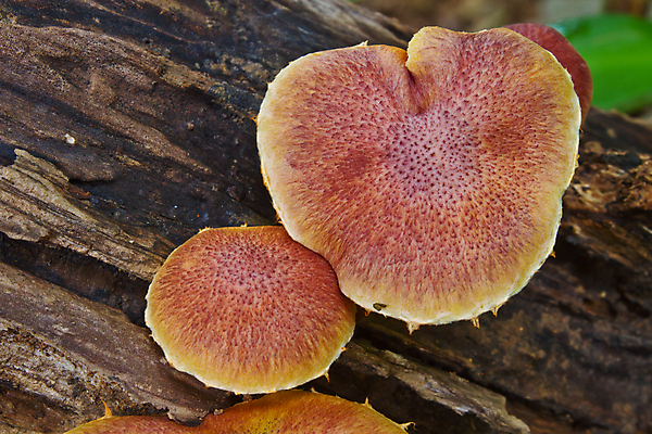 포토 JPG 해외이미지 나무 식물 계절 관계 자연 선반 건조 사람없음 목재 갈색 노란색 버섯 성장 닫기 숲 묘사 잡동사니 내추럴 곰팡이 수목 식용 캡모자 디테일 해외202004 해외포토 모자_잡화 컬러 가구 재료 모션 생태계 파일형식 이미지허브