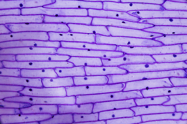 포토 JPG 해외이미지 식물 디자인 선 음식 과학 백그라운드 패턴 채소 일러스트 재료 표면 양파 추상 생물 세포 현미경 미술 사람없음 그래픽 약 보라색 페인트 껍질 그룹 닫기 확대 아래 피부 묘사 유기농 질감 생물학 공상 층 내추럴 그런지 특별함 해외202004 해외포토 웰빙 교육 컬러 컨셉 무늬 의학 모션 문화예술 실험기구 신체부위 방향 위치 파일형식 이미지허브