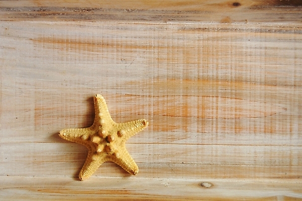 포토 JPG 해외이미지 동물 별 선 바다 백그라운드 벽지 휴가 조개 휴식 불가사리 건강 어류 사람없음 목재 우주 스파 공백 껍질 질감 카피스페이스 해외202004 해외포토 자연요소 나무 컨셉 재료 어패류 극피동물 수중동물 파일형식 이미지허브