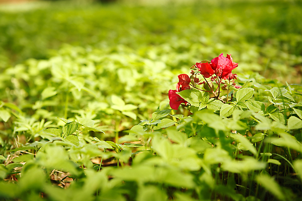 포토 JPG 해외이미지 꽃 잎 탁자 사람없음 빨간색 초록색 여름 보라색 카펫 정상 자주색 해외202004 해외포토 식물 계절 컬러 가구 파일형식 이미지허브