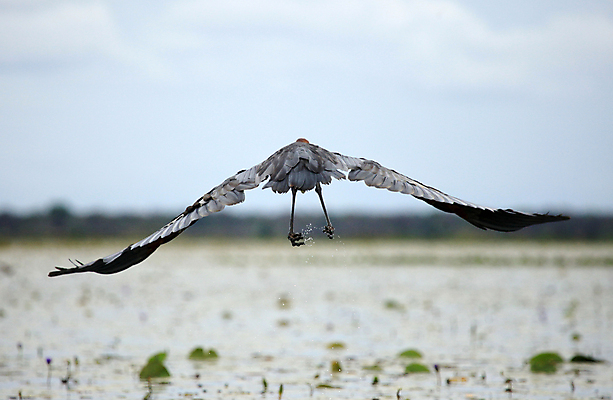 포토 JPG 해외이미지 동물 호수 야생동물 여행 아프리카 조류 종류 사람없음 검은색 행운 보호 습지 왜가리 사파리 지역 멀리 서식지 내추럴 개발 우간다 해외202004 해외포토 나라 컬러 컨셉 파일형식 이미지허브