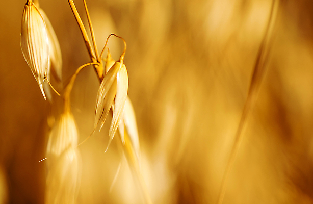 포토 JPG 해외이미지 식물 산업 문화 줄기 밭 농업 자연 옥수수 씨앗 사람없음 여름 농작물 노란색 수확 가을 시골 황금 상품 먹이 낟알 시리얼 알맹이 지역 스파이크 핵심 해외202004 해외포토 계절 음식 컬러 곡류 생태계 파일형식 이미지허브