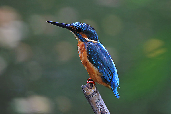 포토 JPG 해외이미지 나무 동물 여자 남자 아시아 얼굴 야생동물 백그라운드 날개 자연 조류 사람없음 야외 목재 가로 초록색 컬러풀 머리 환경 나뭇가지 막대기 닫기 깃털 꼬리 부리 서식지 물총새 생태학 이국적 해외202004 해외포토 식물 교육 나라 컬러 재료 모션 사람 신체부위 생태계 파일형식 이미지허브