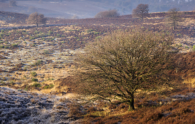 포토 JPG 해외이미지 나무 겨울 사람없음 얼음 추위 안개 황무지 언덕 보호구역 뿌연 해외202004 해외포토 자연요소 식물 계절 날씨 구역 파일형식 이미지허브
