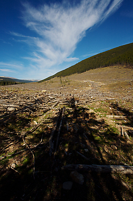 포토 JPG 해외이미지 유적 사람없음 환경 숲 자르기 통나무 잡동사니 벌목 생태학 해외202004 해외포토 나무 전통 교육 모션 파일형식 이미지허브