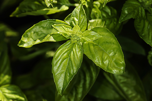 포토 JPG 해외이미지 식물 전통 음식 잎 채소 재료 자연 건강 요리 사람없음 초록색 주방 정원 식사 이탈리아 샐러드 신선 양념 조미료 우아함 맛 먹기 허브 향신료 준비 유기농 아로마 향 레시피 바질 악취 내추럴 채식주의자 해외202004 해외포토 웰빙 유럽 컬러 컨셉 모션 생태계 채식 냄새 향미료 파일형식 이미지허브